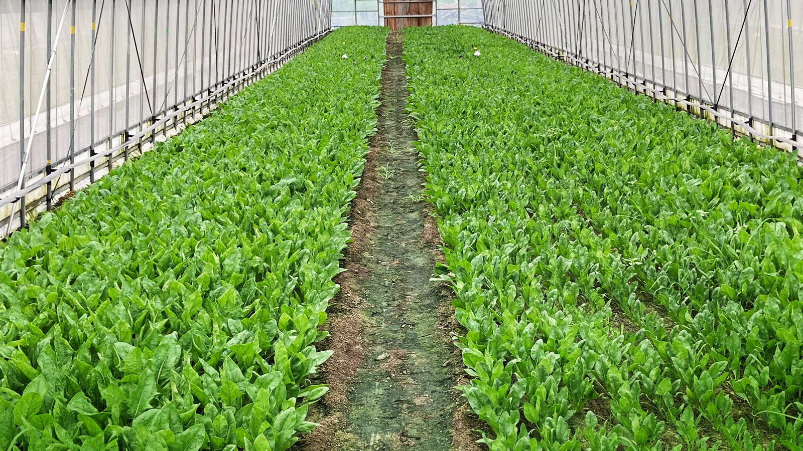 Photo: Spinach crops