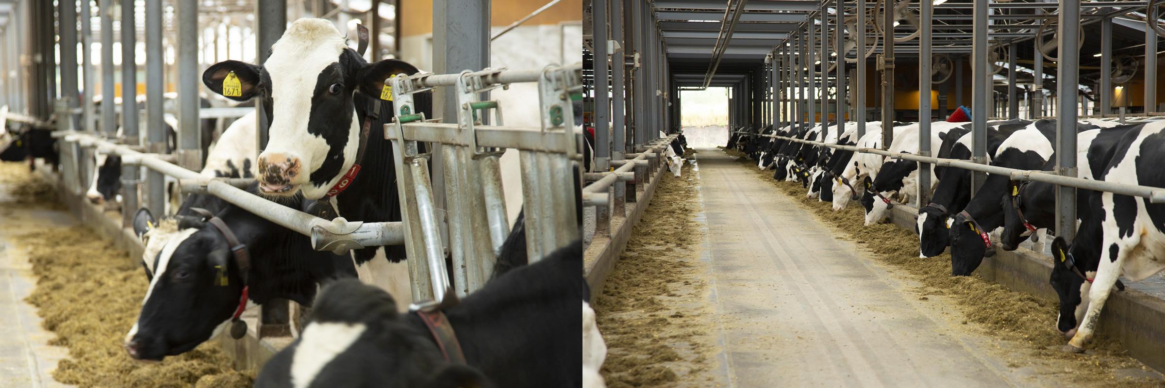 photo: Dairy farms require more work hours than the manufacturing industry.