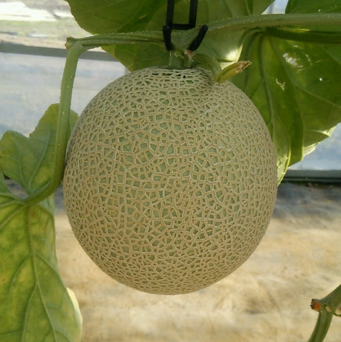 Photo: A melon on branch in a farm