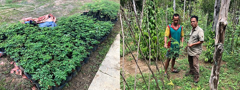 Photo: Farmers receive superfood, moringa nursery plants cultivated by the local NGO (photo left) and grow them on their farm (photo right).