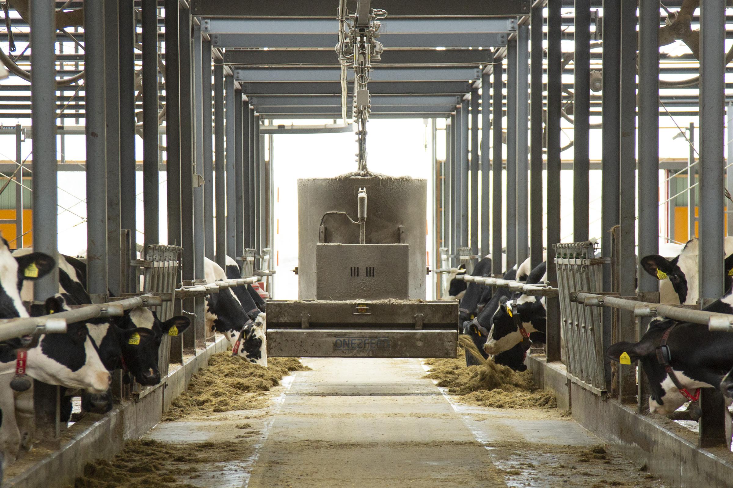 photo: The free-stall barn installed with the latest cutting-edge technologies.