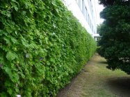 建物を覆う緑のカーテン（日本）