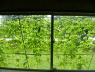 室内からの緑のカーテンの光景（日本）