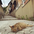 「尾道イーハトーヴ 猫祭り2016 フォトコンテスト」の入賞作品（1）