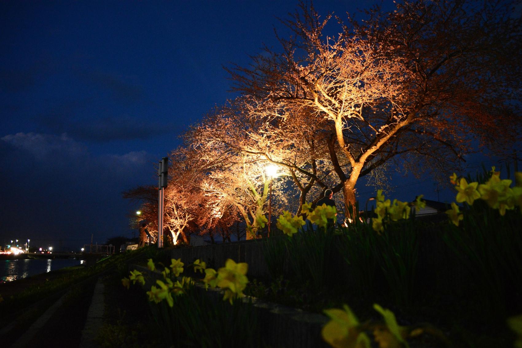 パナソニックが山形県酒田市でLED照明による「桜並木ライトアップ」実証試験を開始 | 企業・法人向けソリューション | 製品・サービス