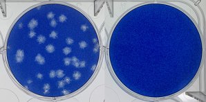 世界初 約6畳（24 m3）の試験空間における付着新型コロナウイルスへの 「帯電微粒子水（ナノイー）」技術の抑制効果を検証