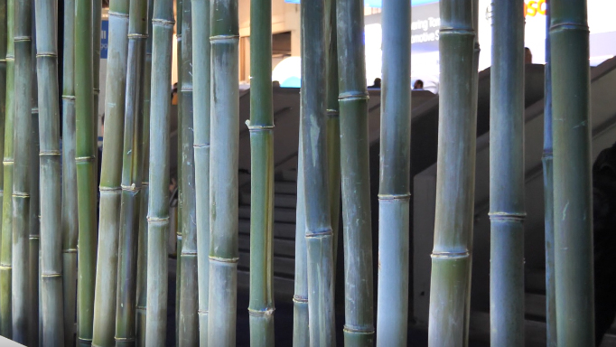 Photo: Bamboo from which Panasonic CES 2023 Booth was crafted