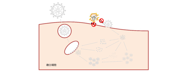 画像：図6 今回明らかになった新型コロナウイルス不活化メカニズムのイメージ