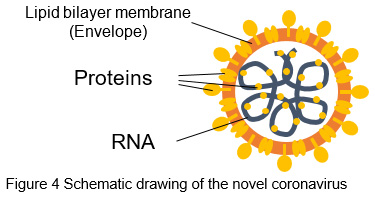image:Figure 4 Schematic drawing of the novel coronavirus