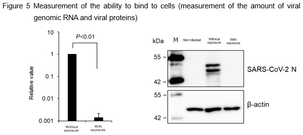 image:Figure 5 Measurement of the ability to bind to cells (measurement of the amount of viral genomic RNA and viral proteins)