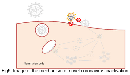 image:Fig6. Image of the mechanism of novel coronavirus inactivation