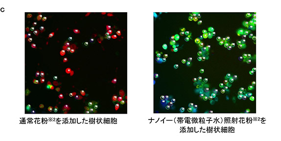 画像：検証結果2 通常の花粉※2を添加した樹状細胞・ナノイー（帯電微粒子水）照射花粉※2を 添加した樹状細胞