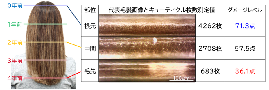 画像：髪悩みの根本原因を可視化：4年間伸ばした髪の蓄積ダメージ定量化