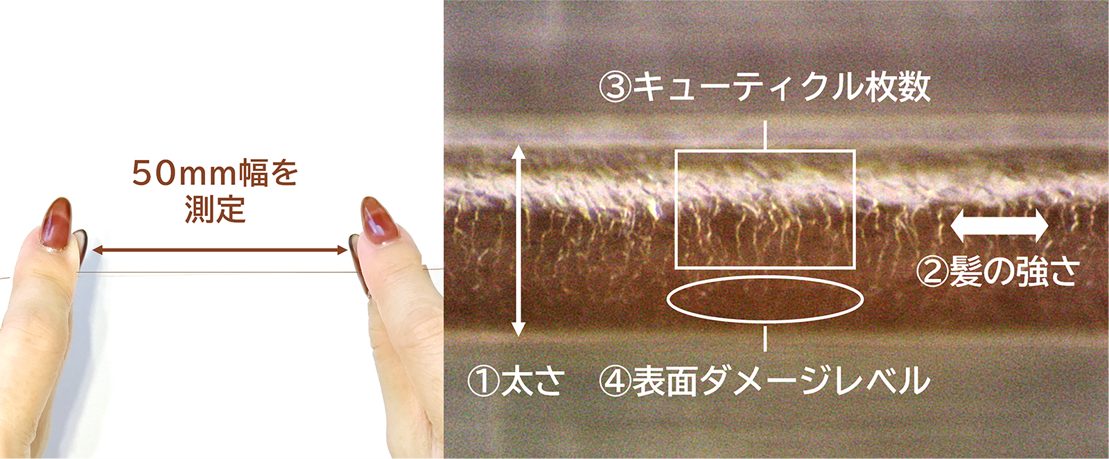 毛髪キューティクル診断システムイメージ