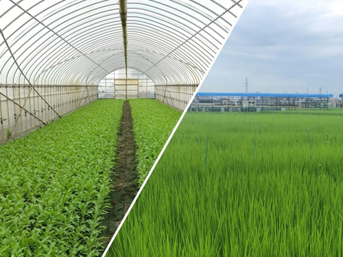 画像：ほ場、水田イメージ