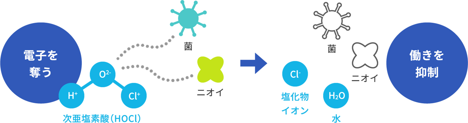 次亜塩素酸の作用